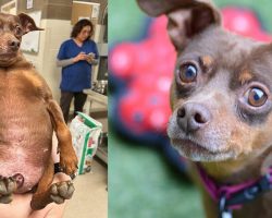 Dog arrived at shelter too fat to move — now he’s looking for a new home to help in weight loss journey