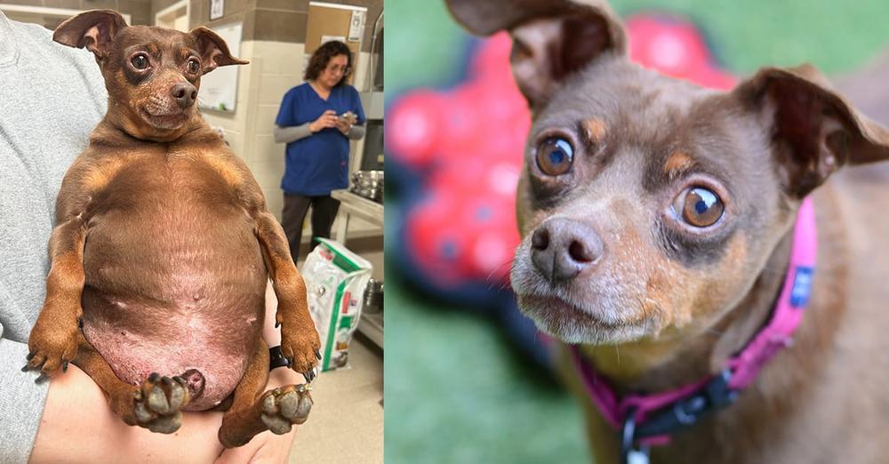 Dog arrived at shelter too fat to move — now he’s looking for a new home to help in weight loss journey