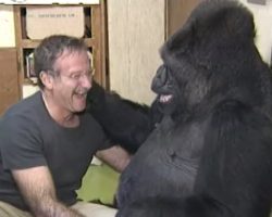Koko, the gorilla who famously knew sign language, has died aged 46