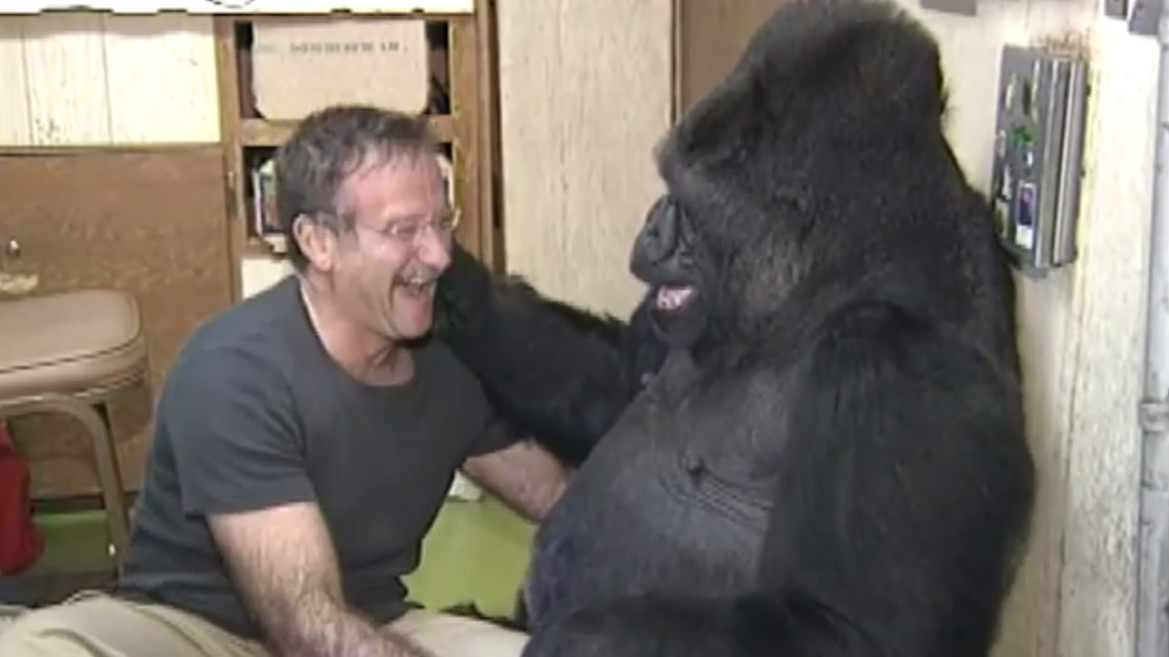 Koko, the gorilla who famously knew sign language, has died aged 46