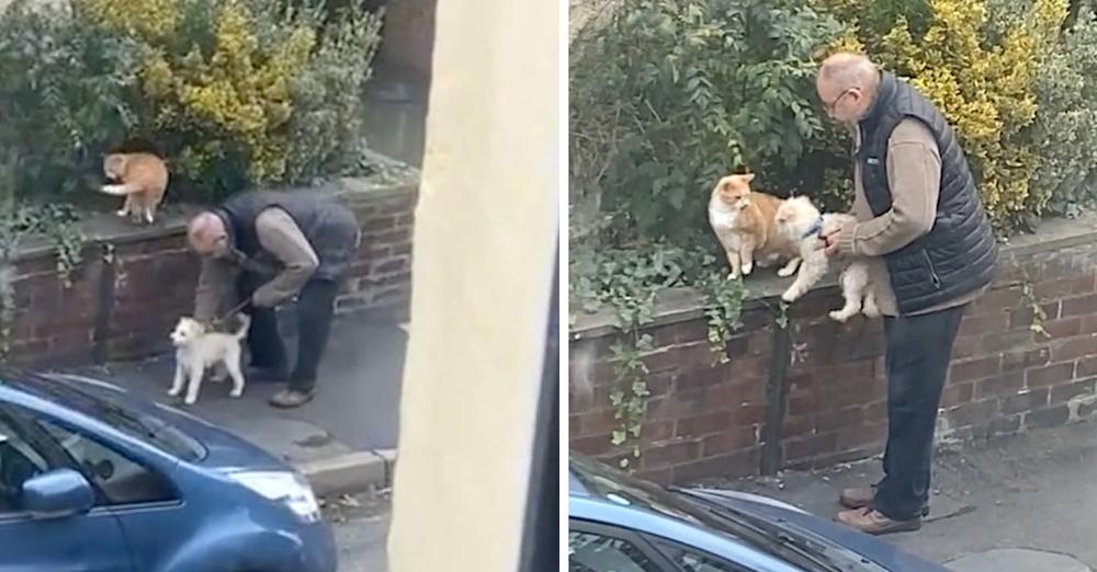 Pure Moment Witnessed As Woman Looks Out Her Window At A Stranger