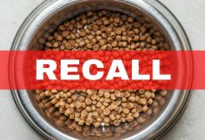 Dog Food Recalled Over Metal Contamination Fears