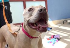 Shelter’s longest resident was shy and scared around humans — then family visits 15 times to gain her trust
