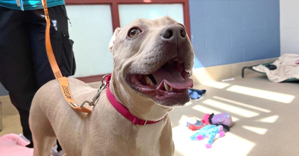 Shelter’s longest resident was shy and scared around humans — then family visits 15 times to gain her trust