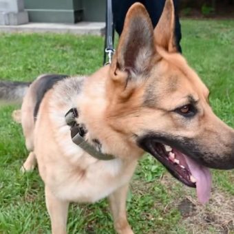 Shelter dog was was set to be euthanized — now has a new life as a fire department K9