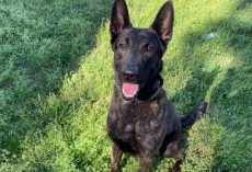 Retired police K9 abandoned at shelter by handler, prompting outrage and investigation