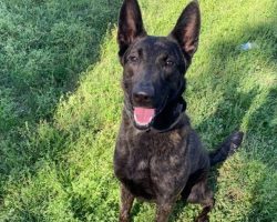 Retired police K9 abandoned at shelter by handler, prompting outrage and investigation