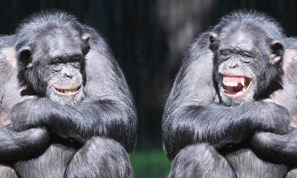 New study reveals that apes bond over watching videos, just like humans do