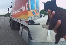 Truck driver blocks traffic to help save stray kitten from the highway