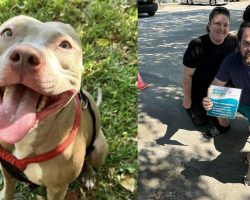 Shelter dog was always passed over because she’s shy — 188 days later her luck finally turns around