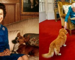 What happened to Queen Elizabeth’s iconic Corgis? Sarah Ferguson gives update 2 years after queen’s death