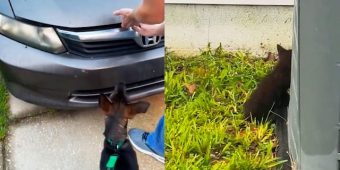 Dog won’t stop barking at owner’s car — what they find under the hood leaves them stunned