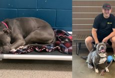 Update: Major, shelter dog who “cried endlessly” after 260 days of rejection, finally finds a home
