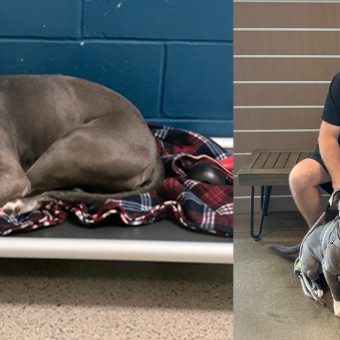 Update: Major, shelter dog who “cried endlessly” after 260 days of rejection, finally finds a home