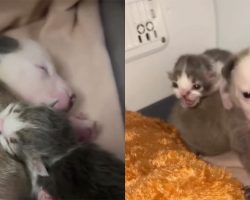 Tiny puppy and kitten, both rejected from their mothers, form the most adorable bond
