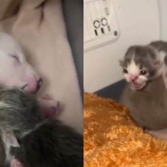 Tiny puppy and kitten, both rejected from their mothers, form the most adorable bond