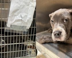 Dog abandoned outside shelter with heartbreaking note and tears in her eyes — soon she gets good news