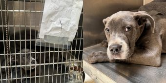 Dog abandoned outside shelter with heartbreaking note and tears in her eyes — soon she gets good news