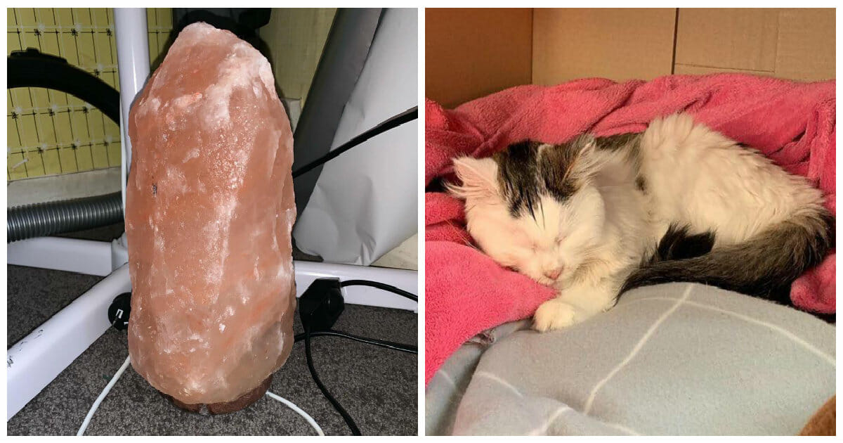 Woman has a warning for pet owners after her cat is poisoned by a salt lamp