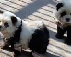 People outraged as “panda” exhibit at Chinese zoo actually dogs dyed black and white