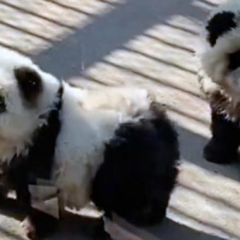 People outraged as “panda” exhibit at Chinese zoo actually dogs dyed black and white