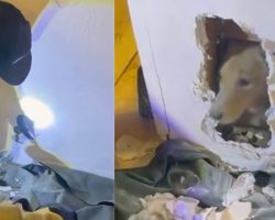 Firefighters smash through wall to rescue trapped dog — thank you