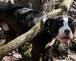 Abandoned dog found tied to tree — dog now in good hands as owner charged with cruelty
