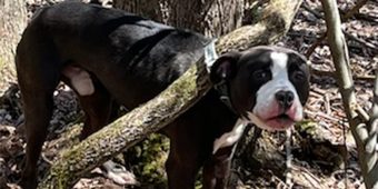 Abandoned dog found tied to tree — dog now in good hands as owner charged with cruelty