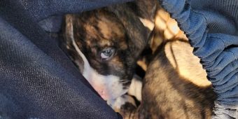 Puppy was found in woods, tied up in drawstring bag and left for dead — now he has a happy ending