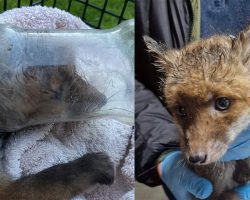 Baby fox found with plastic jar trapped on head — rescuer saves the day