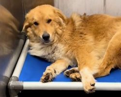 Rescue finds shelter dog being “eaten alive” — gives him the care he needs