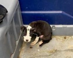 8-week-old puppy found abandoned in porta potty — rescue gives him a second chance