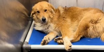 Rescue finds shelter dog being “eaten alive” — gives him the care he needs