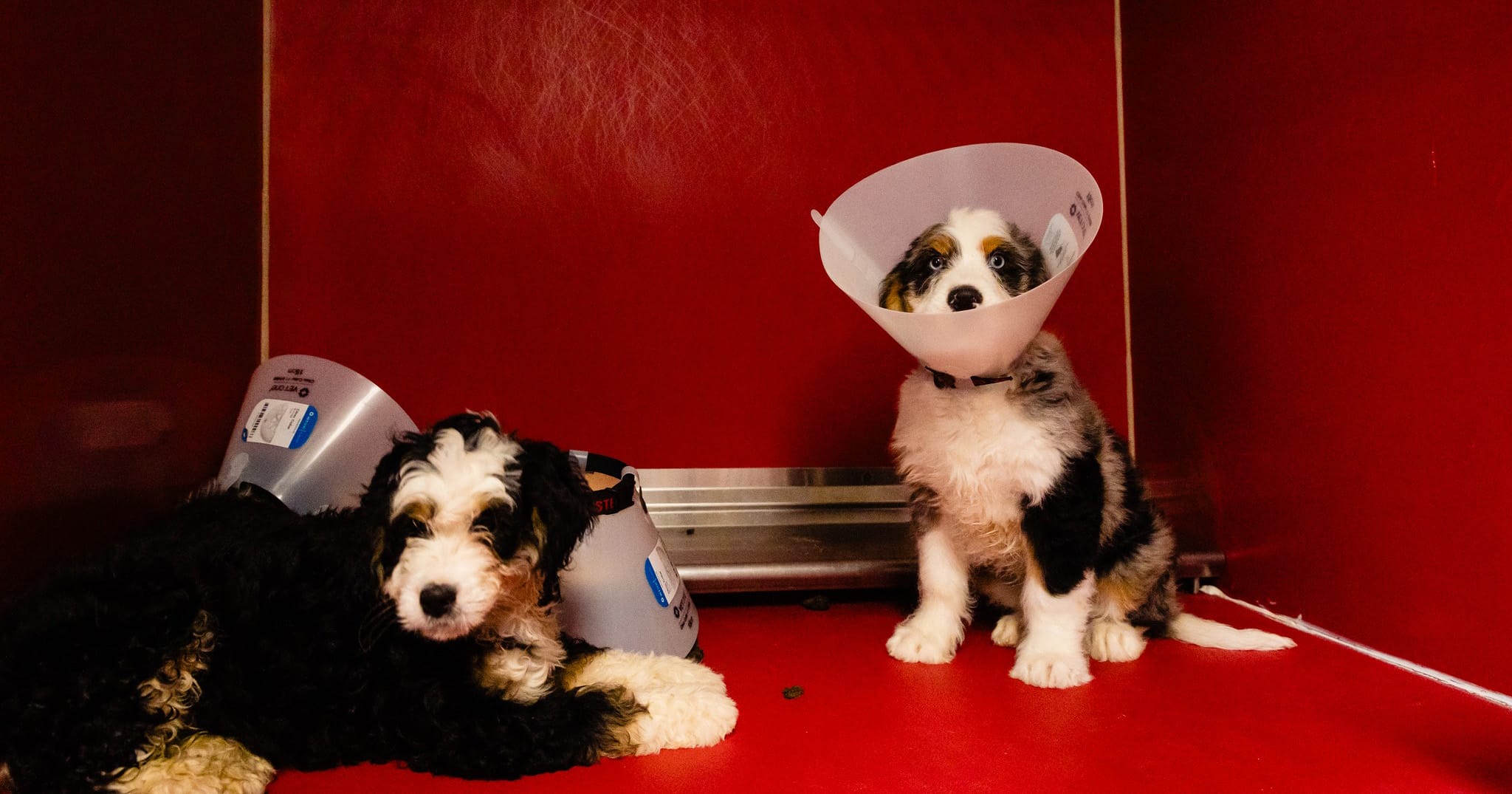 Four puppies left in hot parked car while owner ate at Disney Springs, one dead