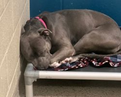 Dog loses hope, “cries endlessly” after 260 days in the shelter — looking for a perfect new home