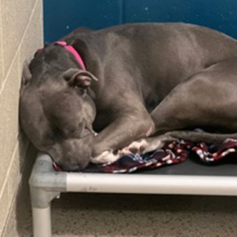Dog loses hope, “cries endlessly” after 260 days in the shelter — looking for a perfect new home
