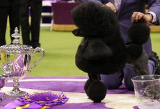 Westminster Dog Show: mini poodle Sage wins Best in Show, mixed-breed dog makes history