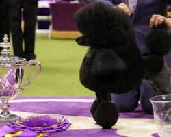 Westminster Dog Show: mini poodle Sage wins Best in Show, mixed-breed dog makes history