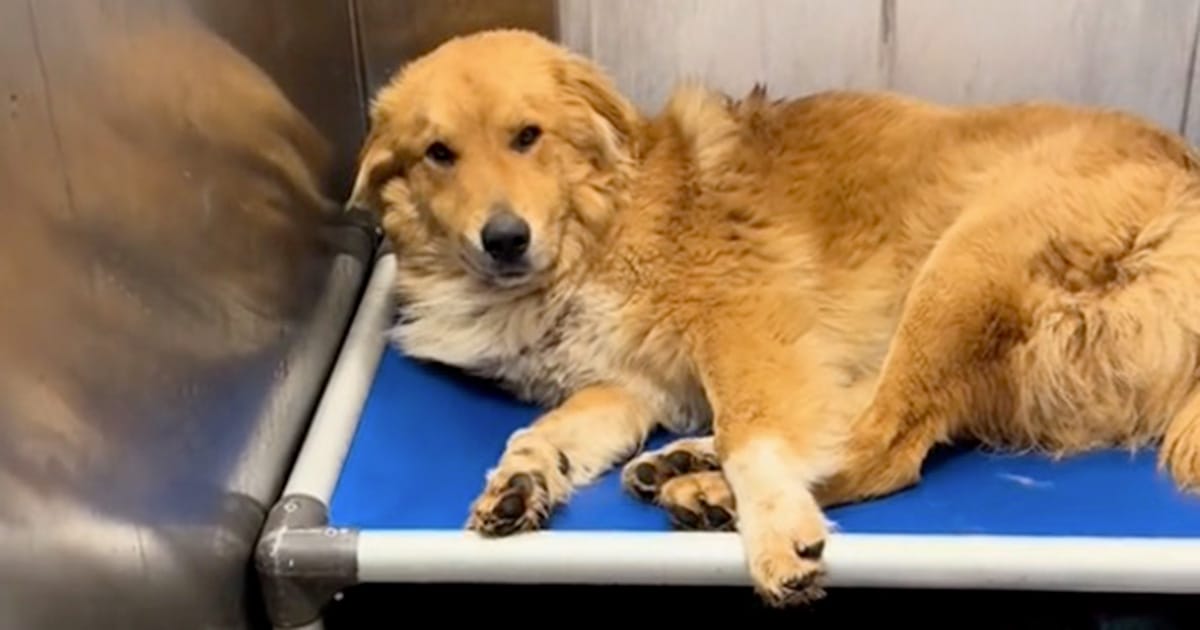 Rescue finds shelter dog being “eaten alive” — gives him the care he needs