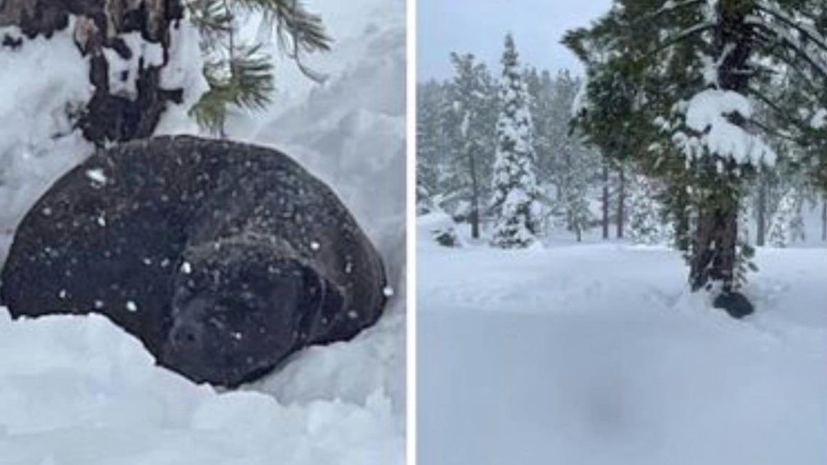 Rescuers Save Dog Missing For 4 Months And Found Stuck In 5 Feet Of Snow
