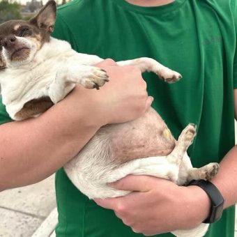 Obese Chihuahua On Shelter’s ‘Red List’ Now Makes Family Emotional When He Runs