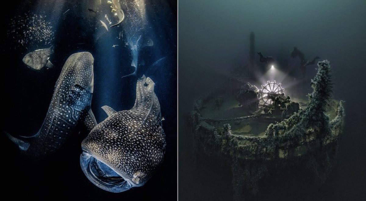 Whale Sharks Create ‘Ocean Magic’ In Winning Photo Of Underwater Photographer Of The Year Competition