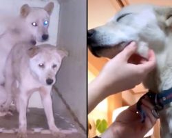 Dog Who Was Chained For Years Wags Her Tail When She Has Her Collar Removed