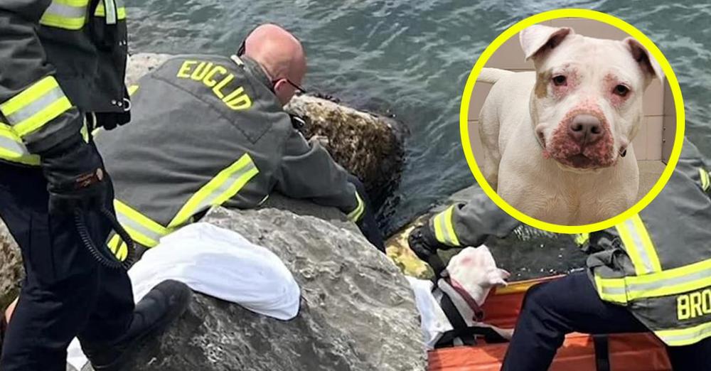 Man jumps into lake to save drowning dog: “My instincts kicked in”