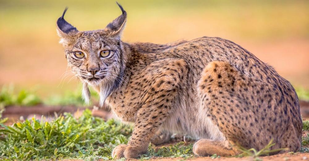 One of the world’s rarest big cats is no longer listed as endangered in major conservation win