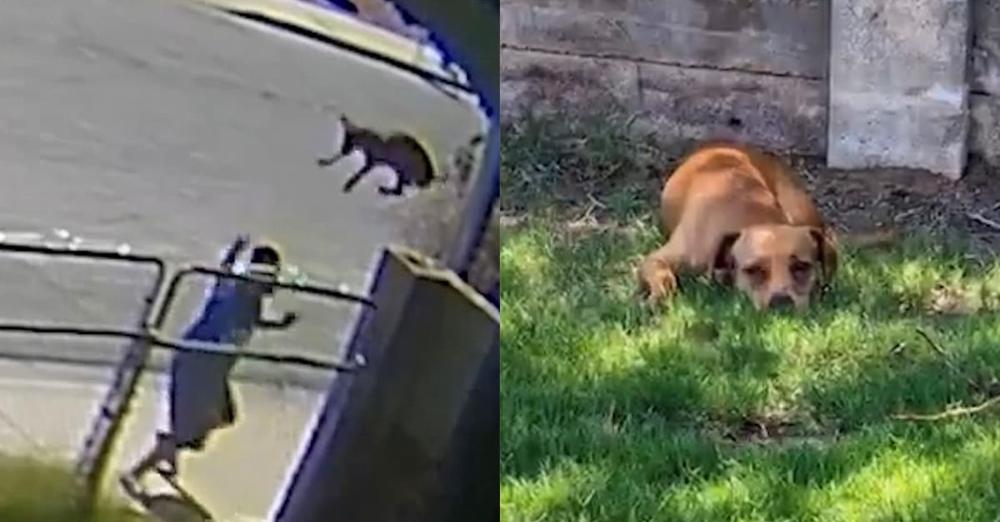 Dog left heartbroken after man tossed her over fence into stranger’s yard