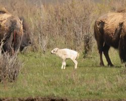 Extremely rare, 1-in-10 million white bison born at Yellowstone