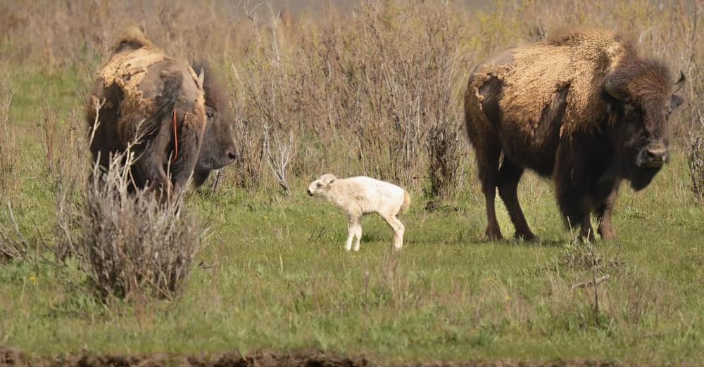 Extremely rare, 1-in-10 million white bison born at Yellowstone