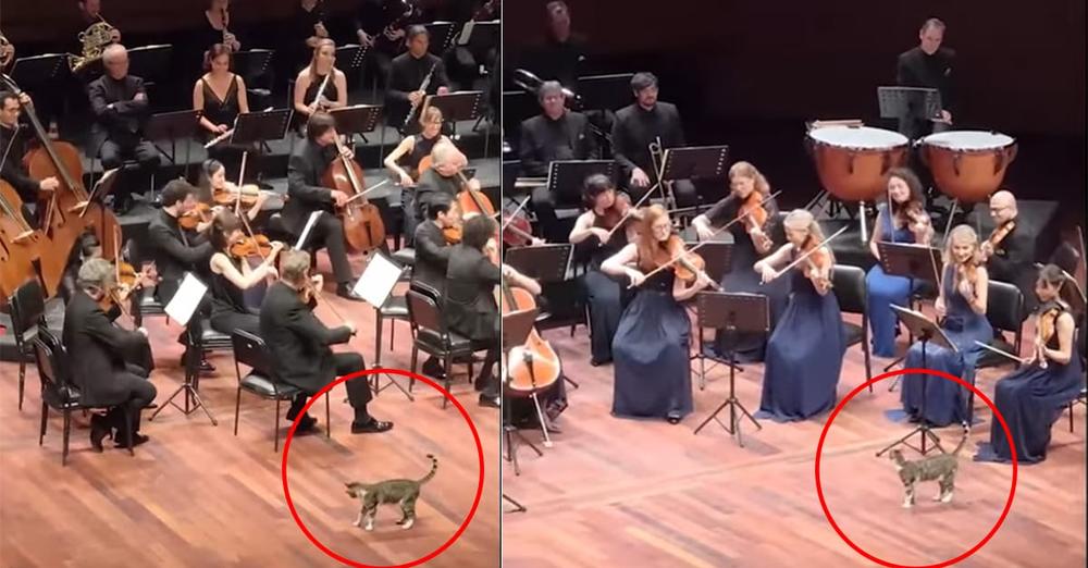Curious stray cat steals the show after crashing orchestra concert: “His moment”