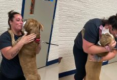 Woman reunites with her emotional support dog who was missing for 2 years: “Not a dry eye in the room”